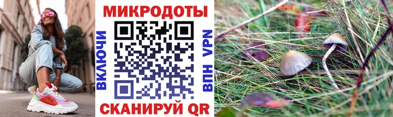 Галлюциногенные грибы Psilocybe  Энгельс 